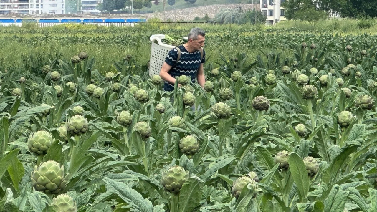 Bursa'nın tescilli enginarı, konut ve sanayi kıskacında