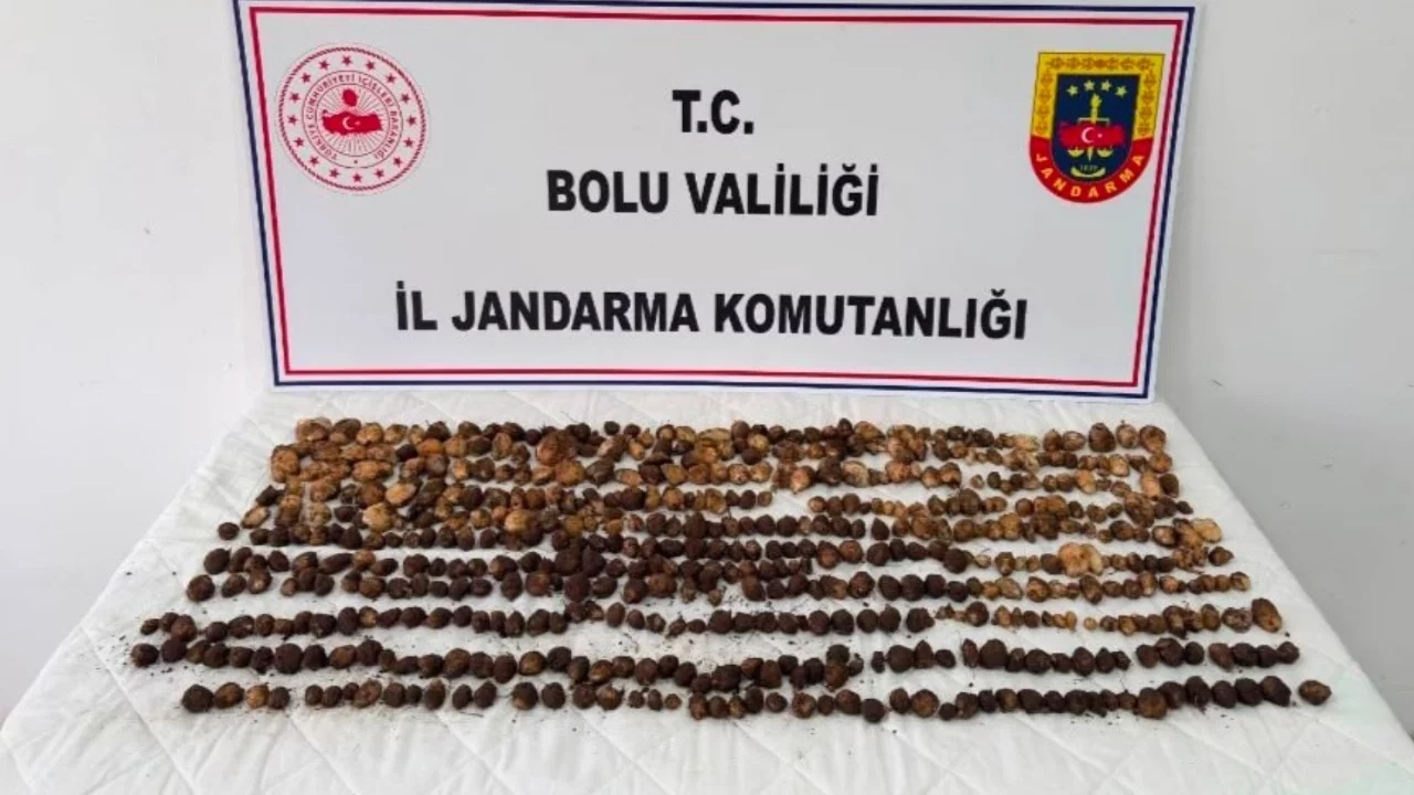 Bolu'da yabani salep toplayan 3 kişiye rekor ceza