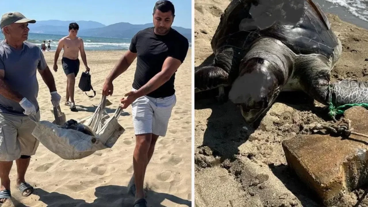 İzmir'de yüzgecine parke taşı bağlanan caretta caretta ölü bulundu