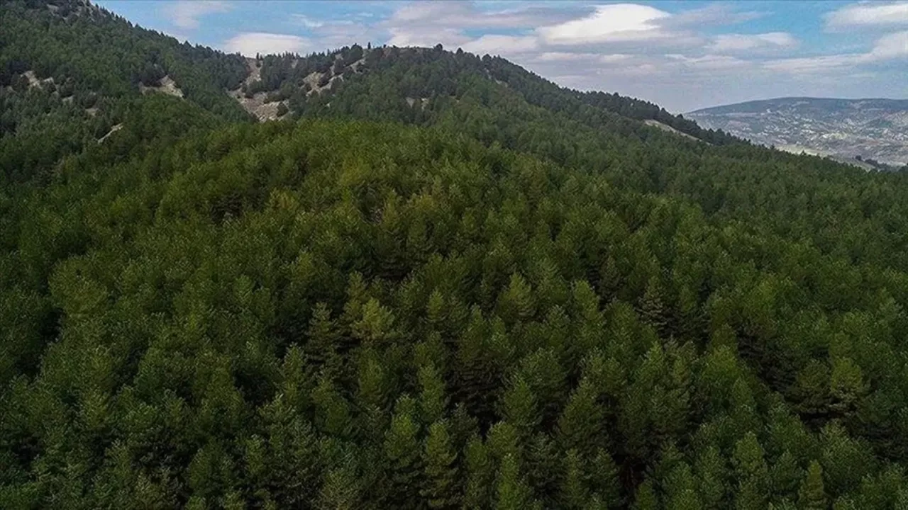 Bursa'da ormanlık alanlara giriş yasağı