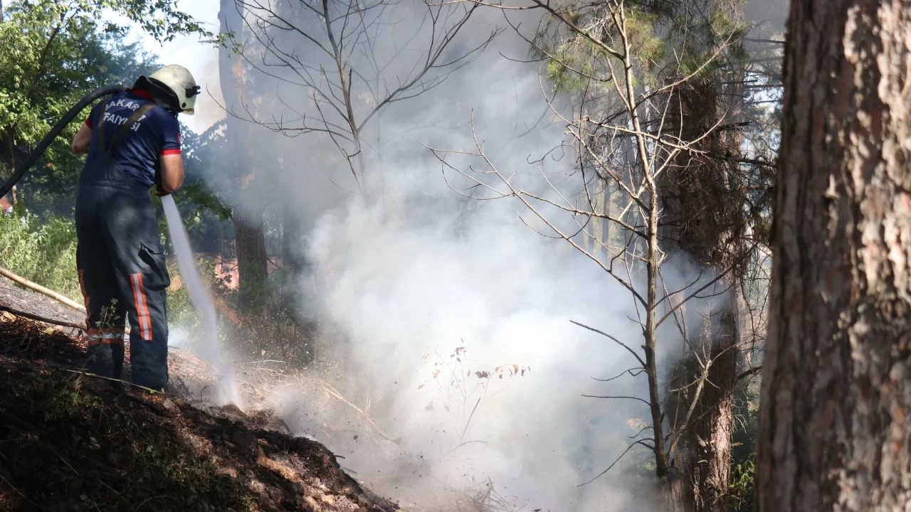 Sakarya'da ağaçlık alanda yangın paniği