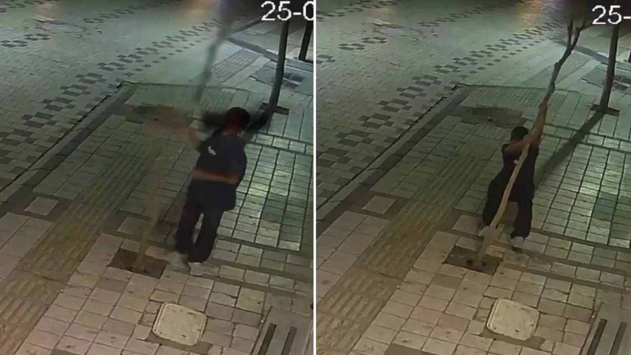 Kırklareli'nde ağacı kıran çocuğa soruşturma