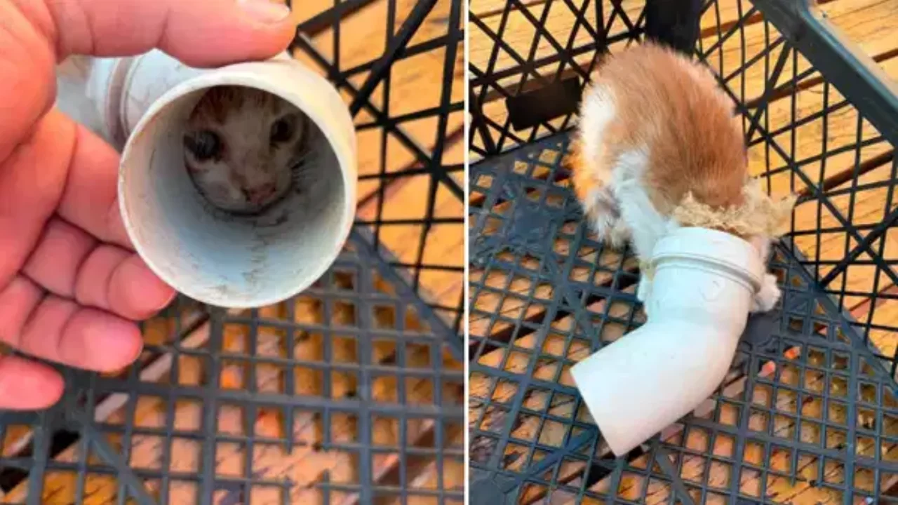 Balıkesir'de PVC borusuna sıkışan yavru kedi kurtarıldı