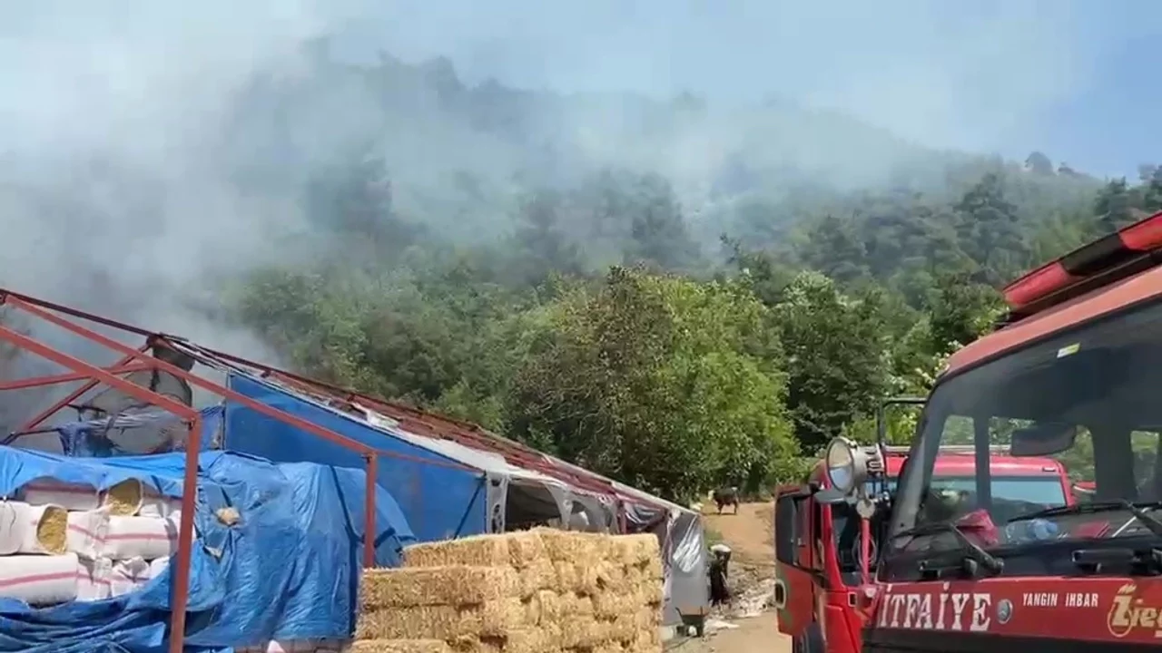 Bursa'da ormanlık alanda yangın çıktı!