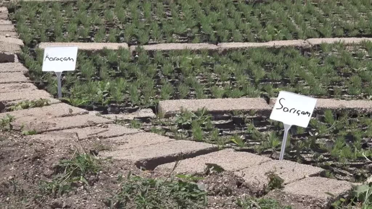 Bursa'da yanan ormanlar, Eskişehir'de yetiştirilen fidanlarla yeşillenecek