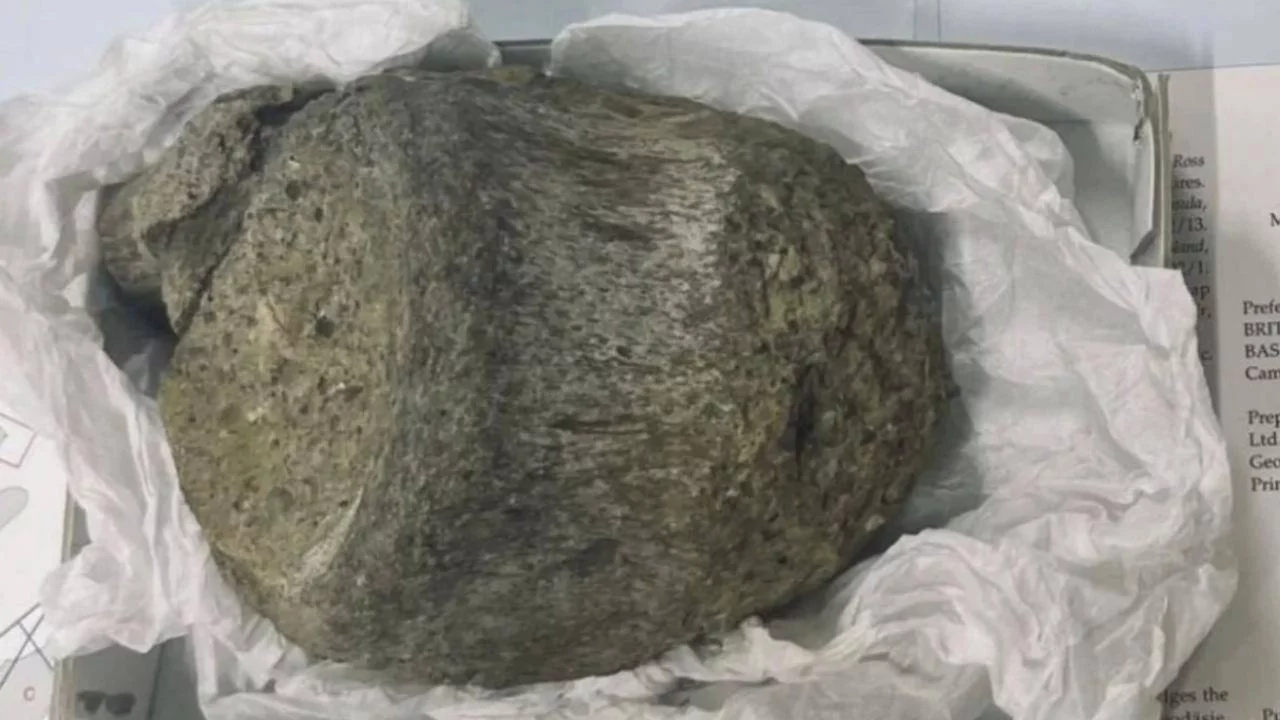 Arşiv çekmecesinden tarih çıktı: Antarktika'nın ilk dinozoru olduğu anlaşıldı