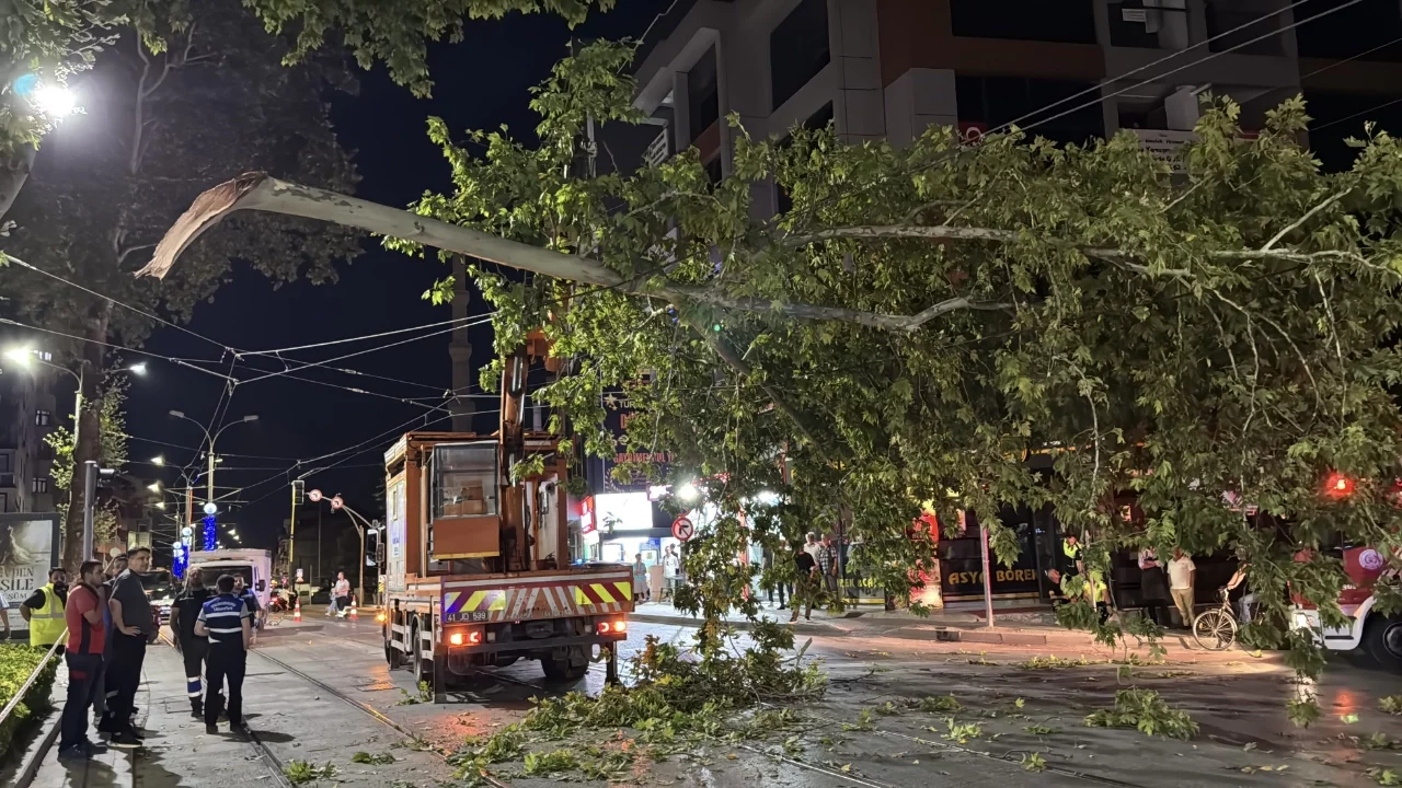 Kocaeli'de çınar ağacından kopan dal tramvay seferlerini aksattı