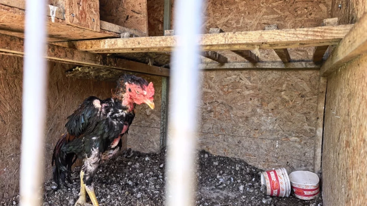Bursa'da horoz dövüştürülen eve baskın! 50 kişiye 650 bin TL ceza
