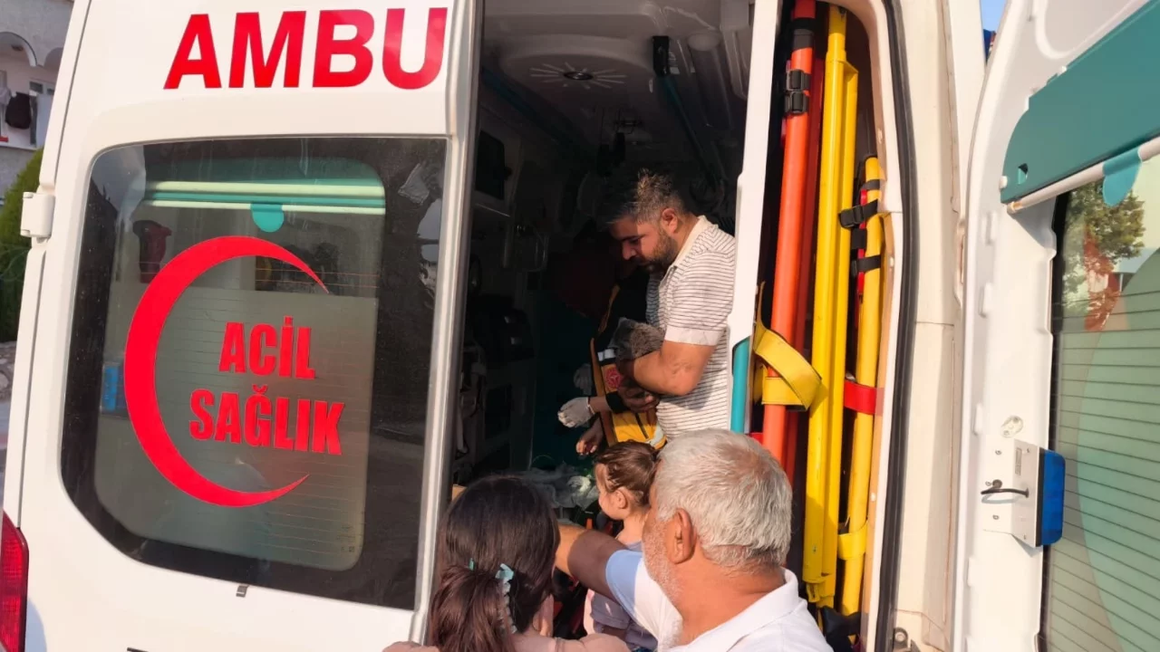 Bursa'da yürek ısıtan kurtarma: Anne kedi ve 2 yavrusu hayata döndürüldü
