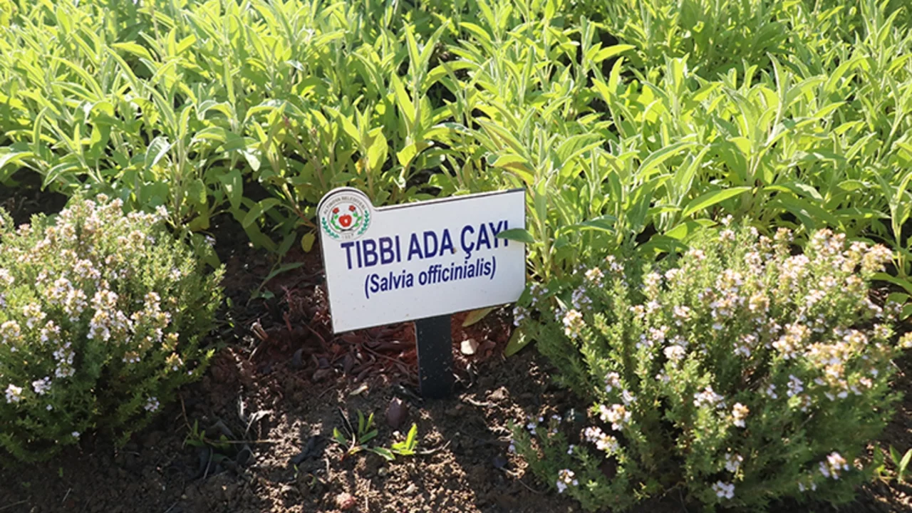 Eczanelerde tıbbi bitki çayı dönemi başlıyor