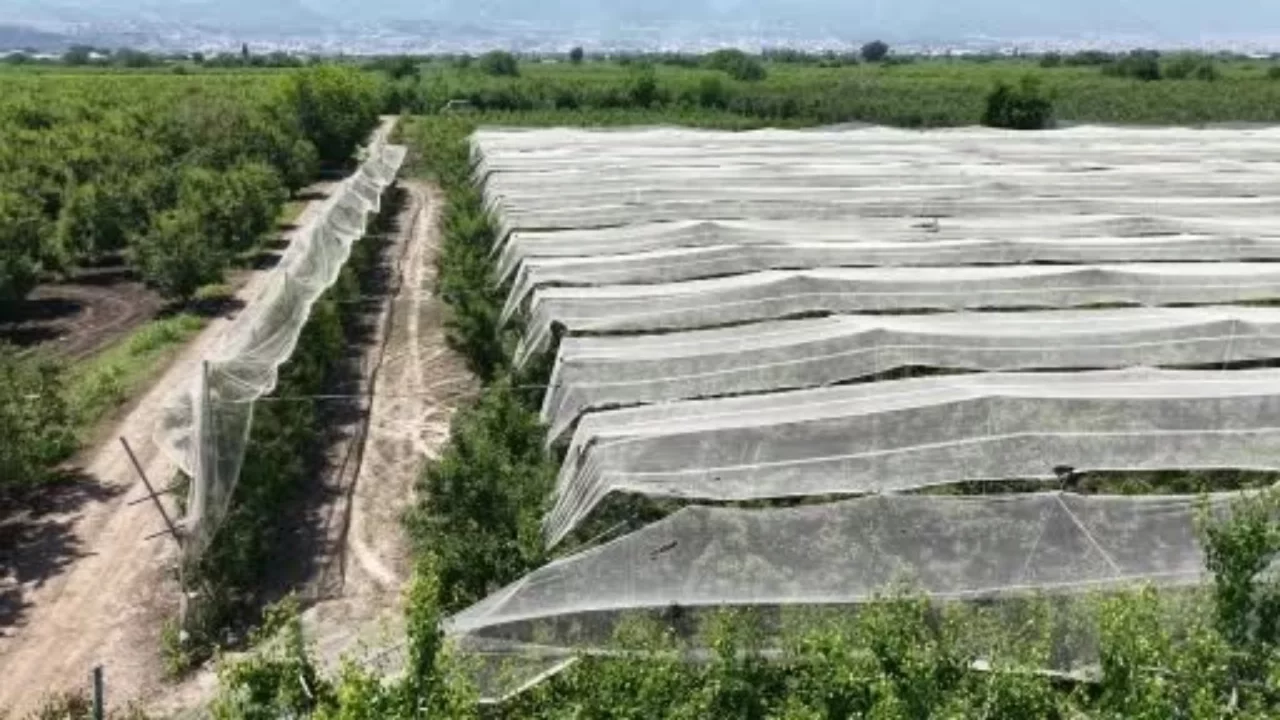 Bir dönümü 200 bin lira! Bursa'da çiftçiler ürünlerini böyle koruyor