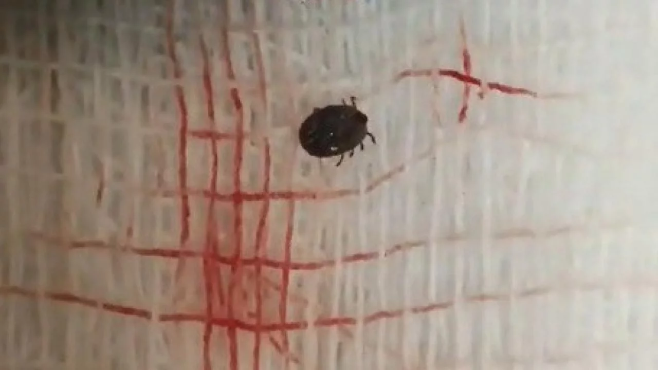 Kene bir can daha aldı