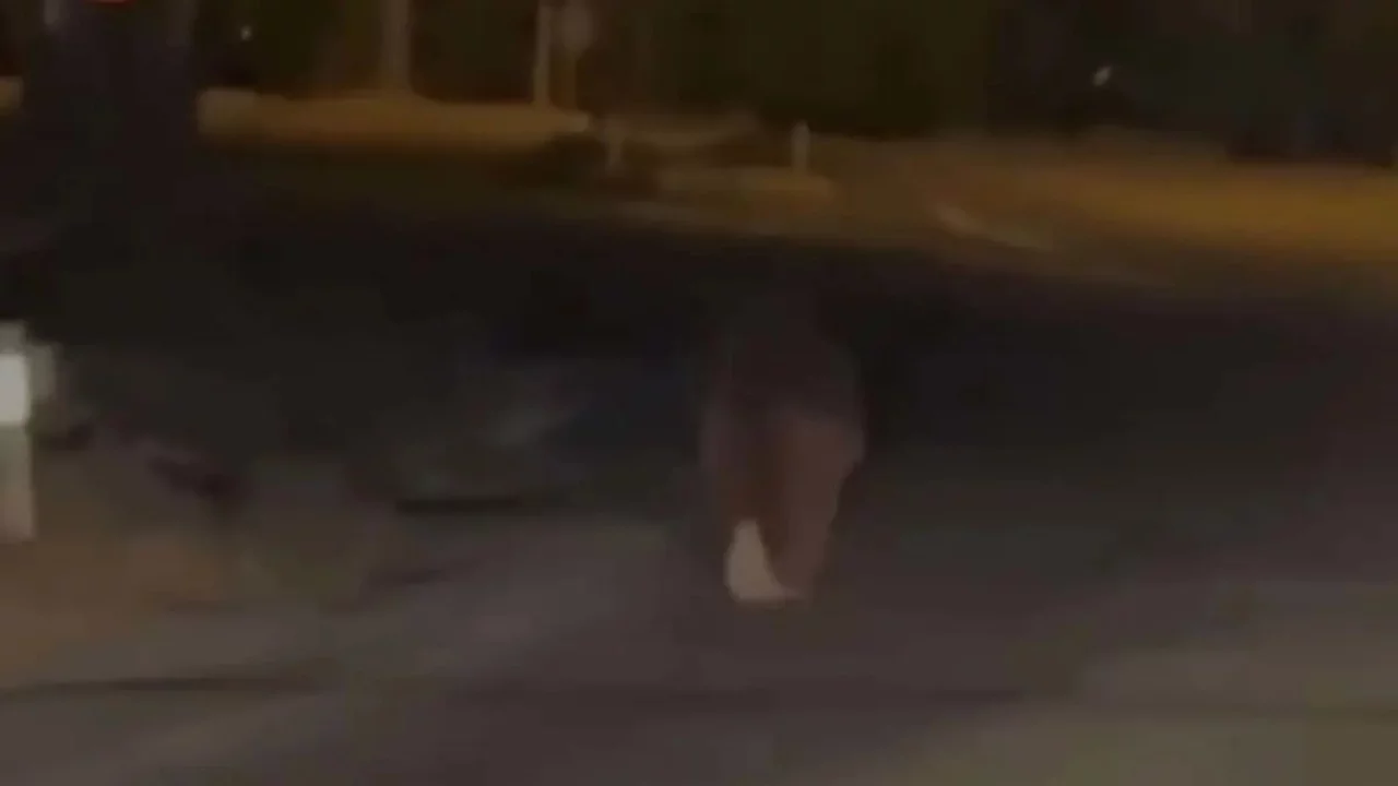 Evinin balkonunda uyurken ayının saldırısına uğrayan yaşlı adam hayatını kaybetti