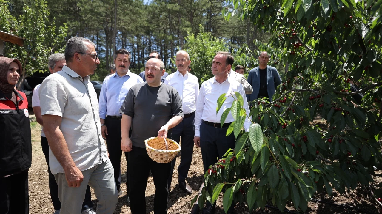 AK Parti Bursa Milletvekili Varank Bursa'da kiraz hasadına katıldı