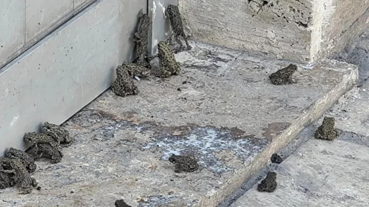 Sivas'ta sağanak sonrası kilometrelerce uzanan yol 'kurbağa' doldu!