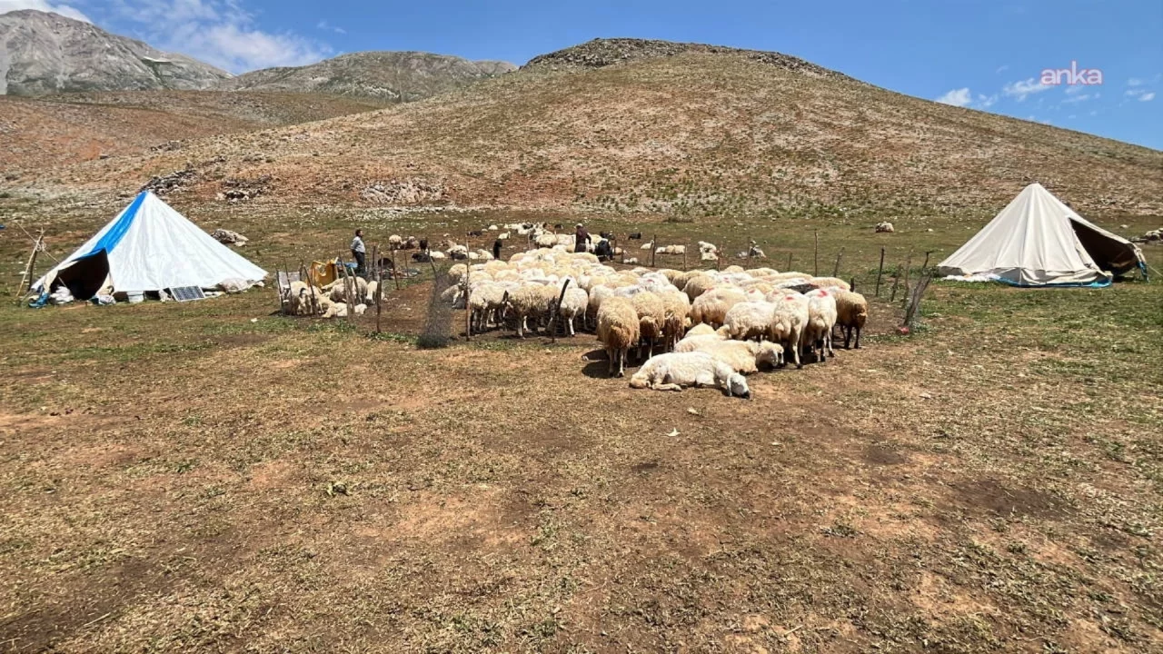 Tunceli'nin Ovacık ilçesinde sürü sahipleri, yollar açılmadığı için hala yaylaya çıkamadı