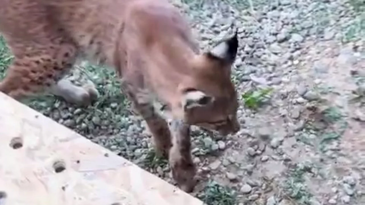 Edirne'de aracın bagajında iki vaşak ve serval kedisi ele geçirildi