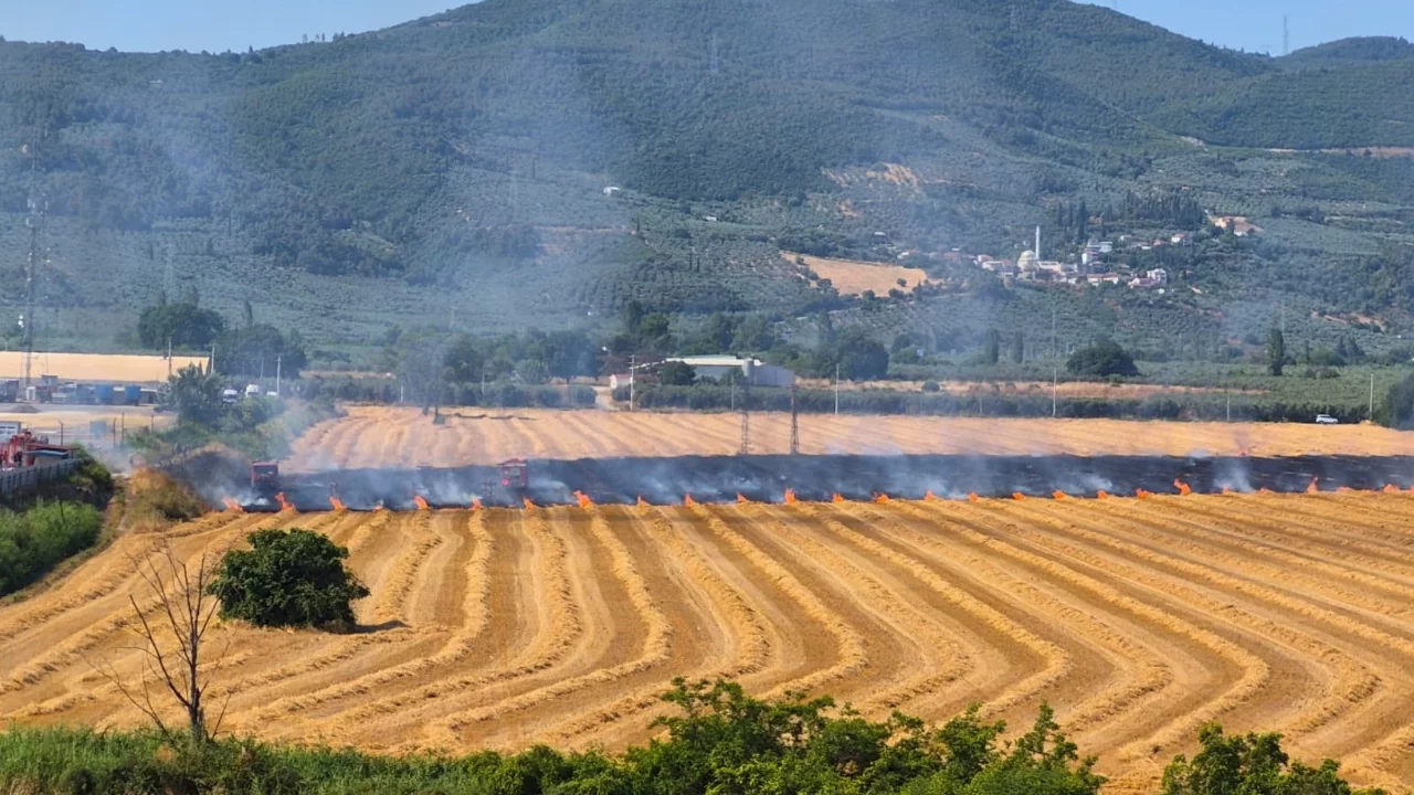 Bursa'nın Gemlik ilçesinde otluk yangını!