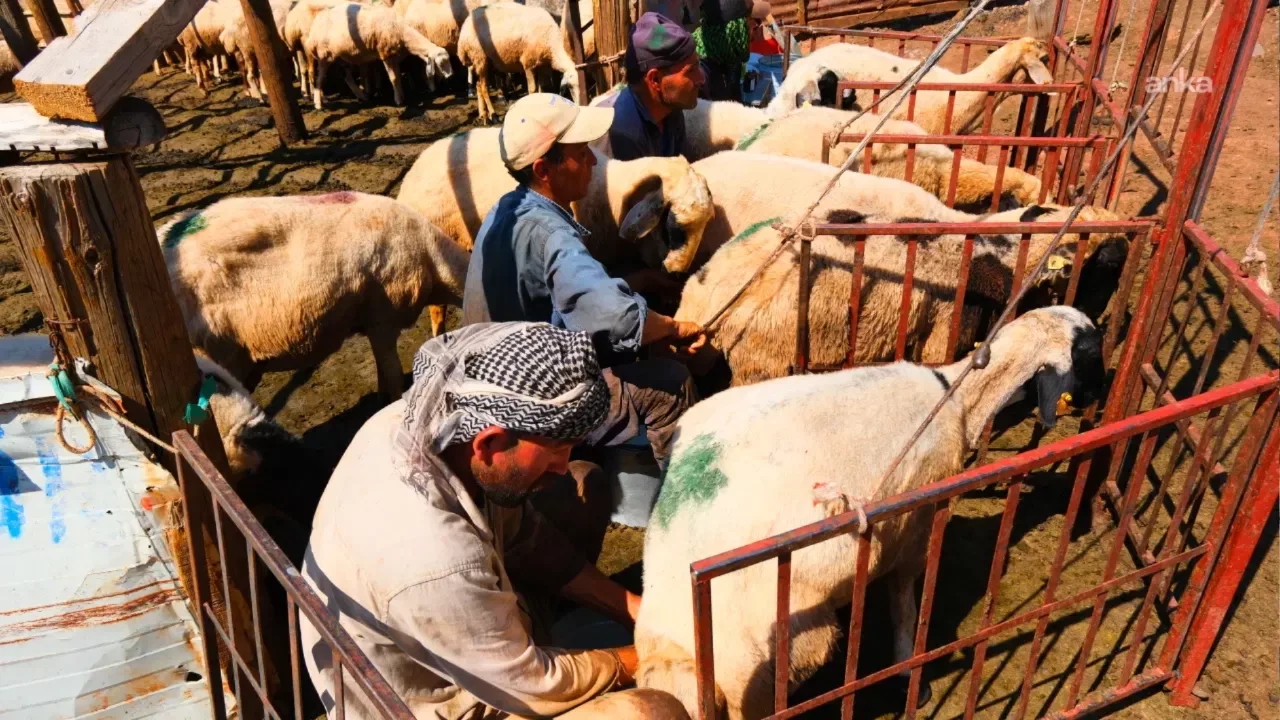 Tunceli'de besiciler yayla sorunlarına isyan etti