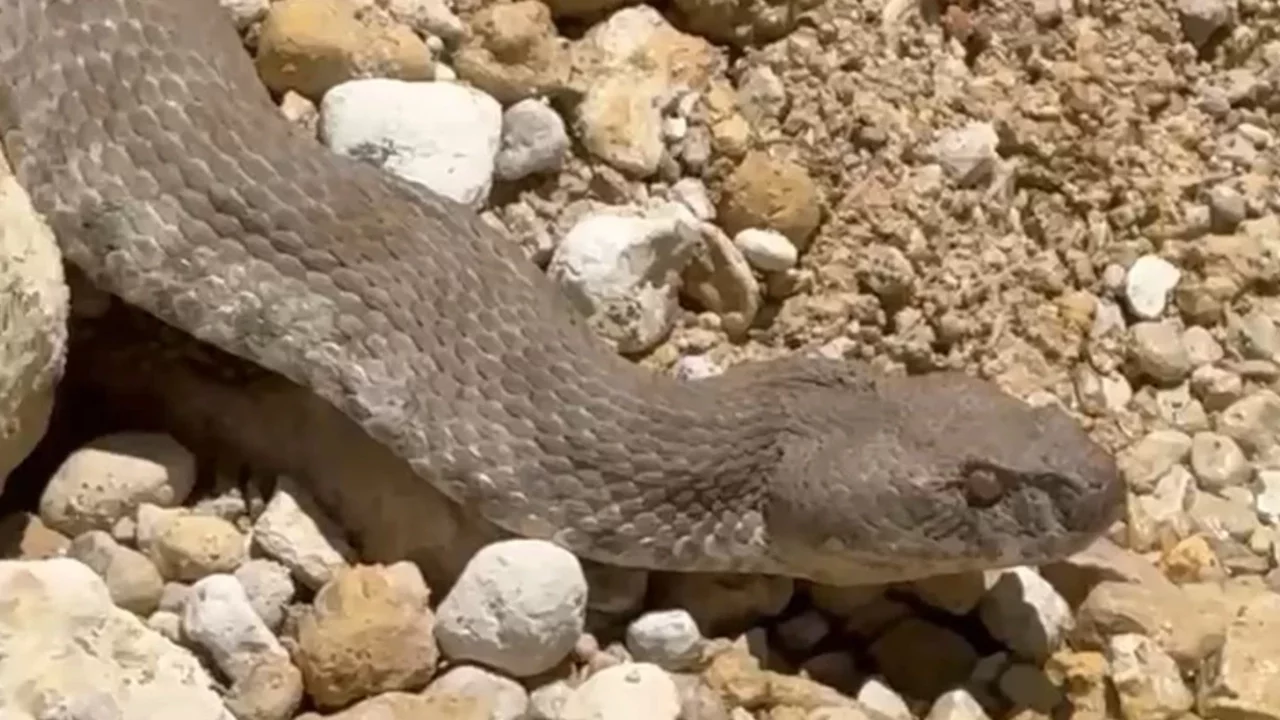 Tunceli'de koca engerek yılanı görüntülendi