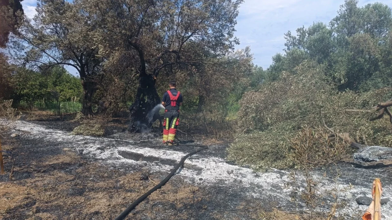 Balıkesir Havran'da zeytinlik yangını
