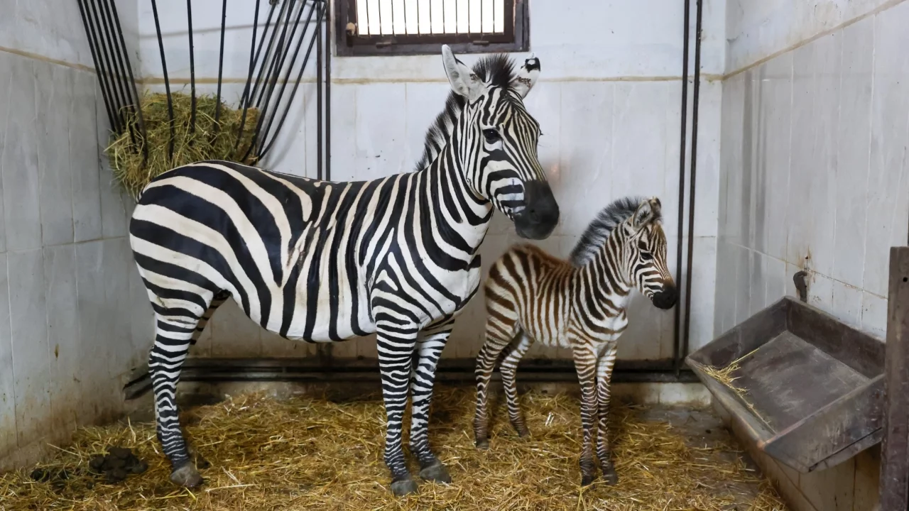 Bursa Hayvanat Bahçesi'nde zebra yavrusu dünyaya geldi