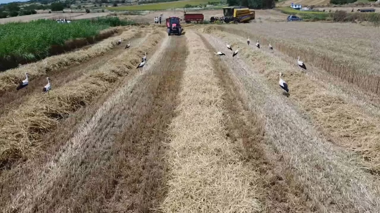 Bursa'da hasadın sessiz misafirleri! Leylekler biçerdöverlerin peşini bırakmadı