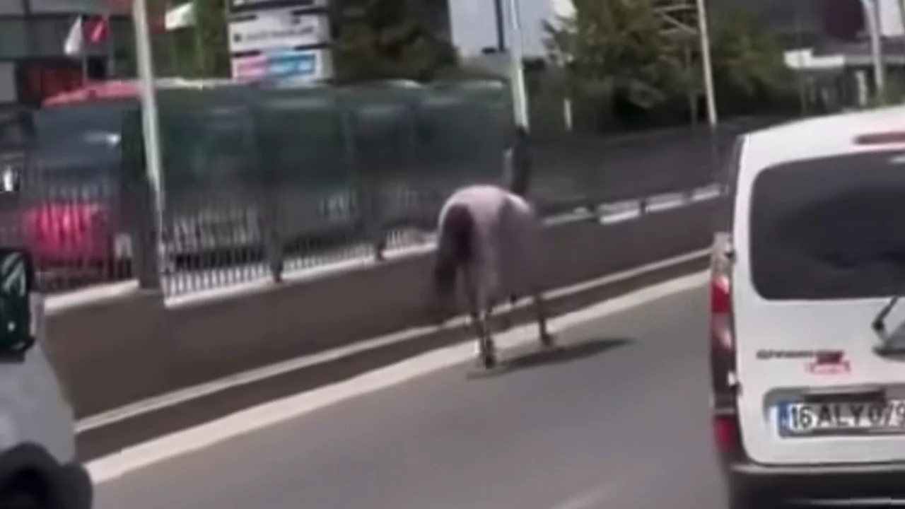 Bursa'da başıboş atlar trafiği karıştırdı!