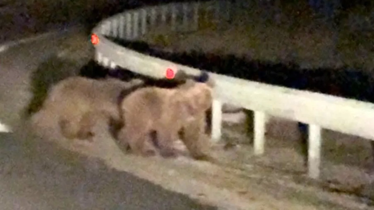 Bursa'da gece sürprizi: İki ayı yavrusu kamerada