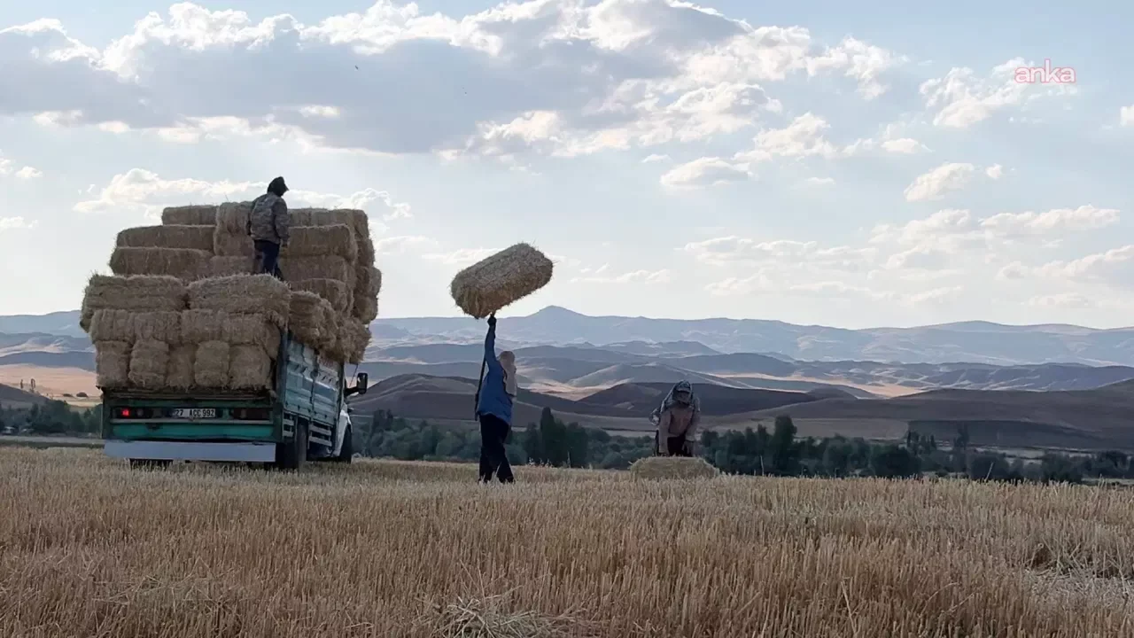 Yozgat'ta saman fiyatı düştü