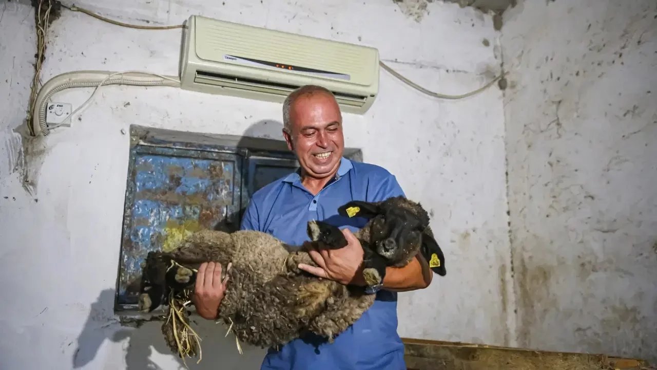 Avukatlığı bıraktı, besici oldu: Koyunları için klimalı ahır yaptırdı
