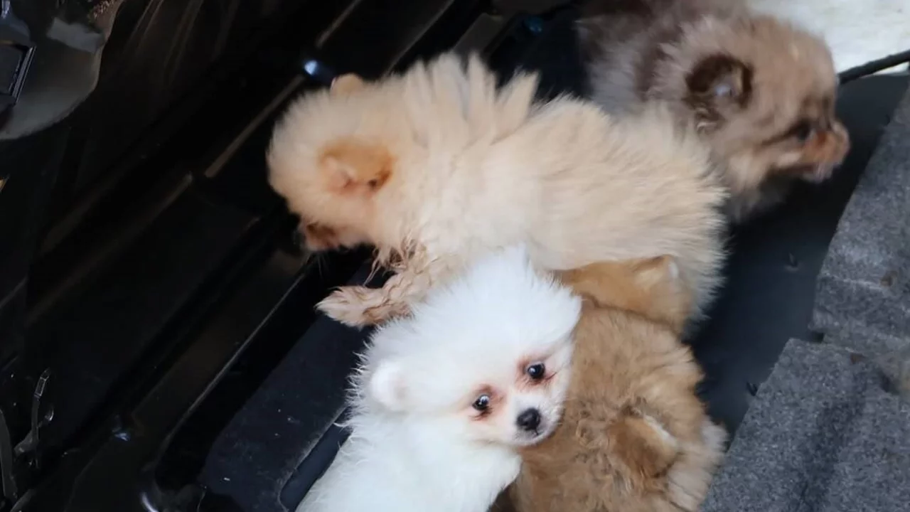 Kapıkule'de arka koltuğun altından 5 kaçak yavru köpek çıktı