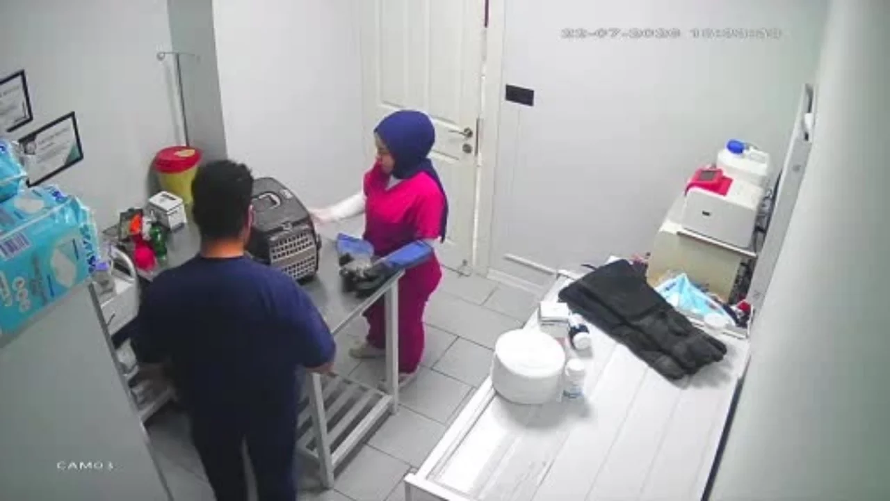 Bursa'da veterineri birbirine katan kedi gündem oldu