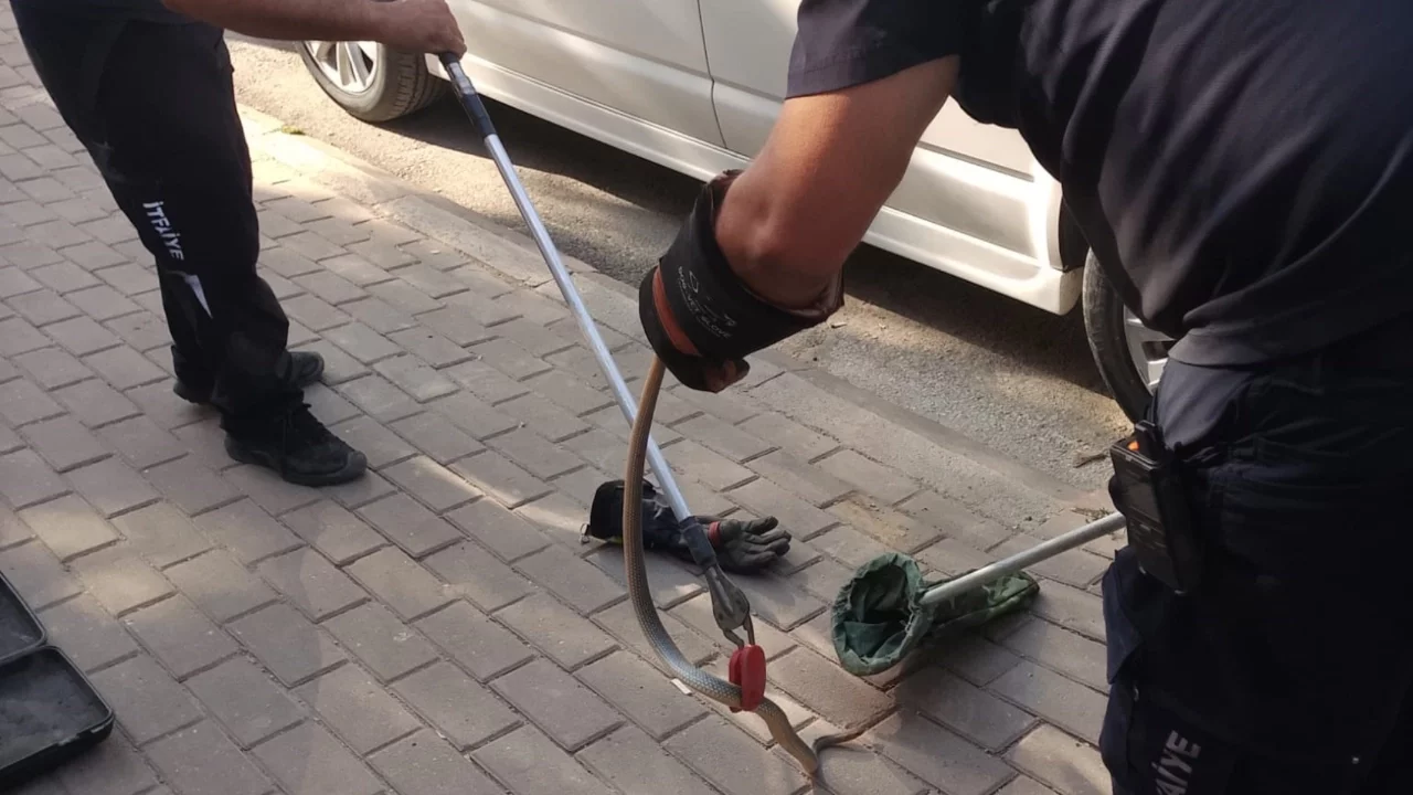 Bursa'da minibüsün motoruna giren yılan itfaiye ekiplerini harekete geçirdi