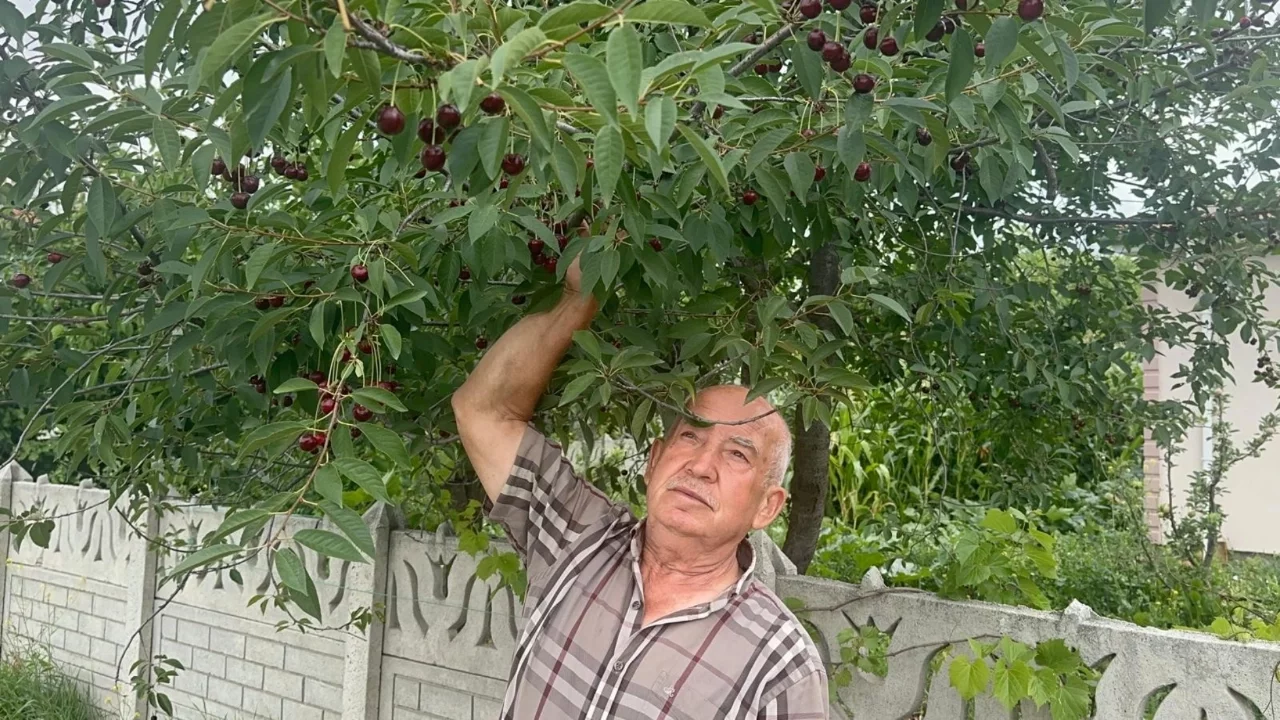 Yüksek aroma ve azalan stoklar Sultandağı vişnesini öne çıkardı