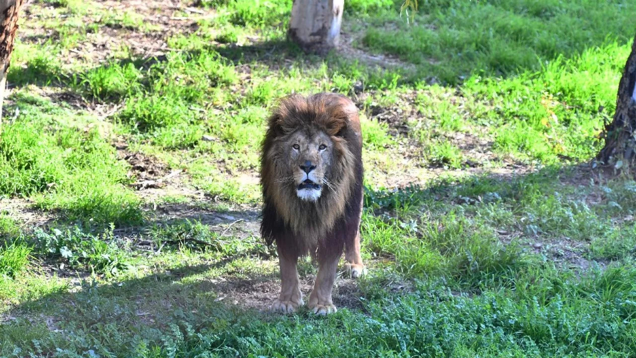 Japonya'da aşırı sıcaklar nedeniyle hayvanat bahçesinde üç aslan öldü