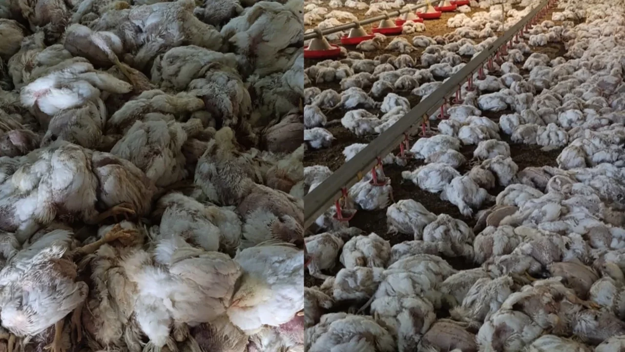 Kümesin havalandırması devre dışı kalınca 4 bin tavuk telef oldu