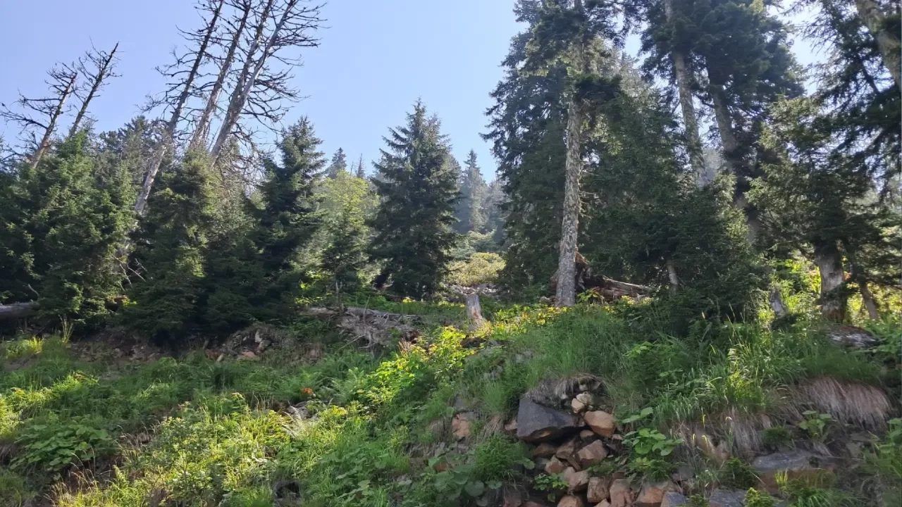Artvin Murgul'da planlanan madencilik faaliyetlerine tepki