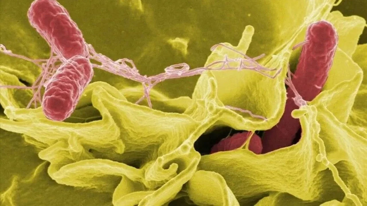 ABD'de salmonella salgını 27 eyalete yayıldı