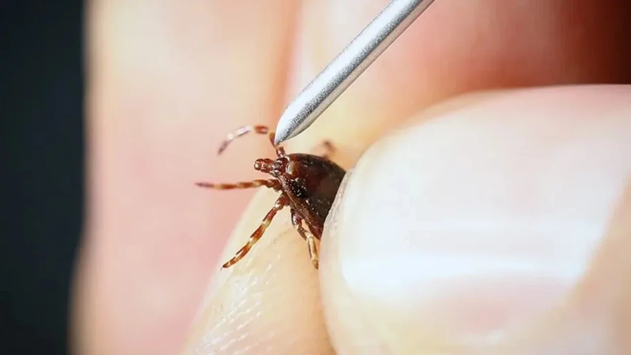 Ordu'da kene tutunan kadın Sivas'ta öldü