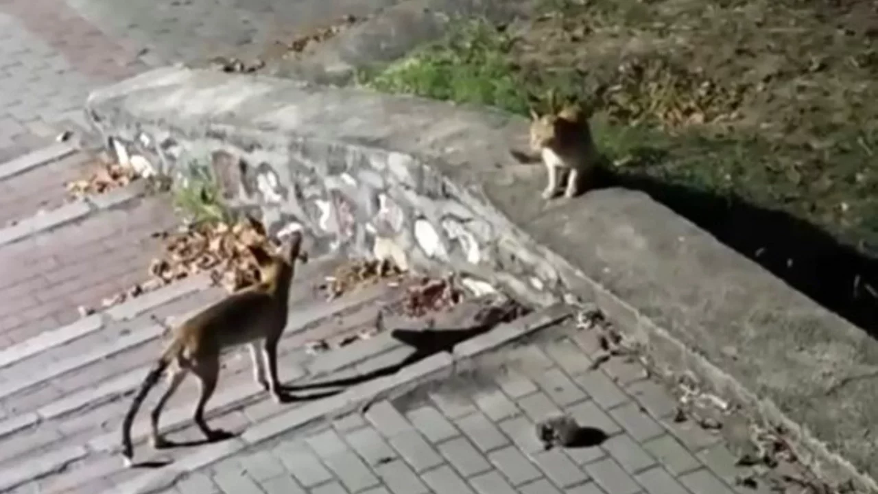 Bursa'da parkta sıra dışı buluşma: Tilki, kedi ve kirpi aynı karede