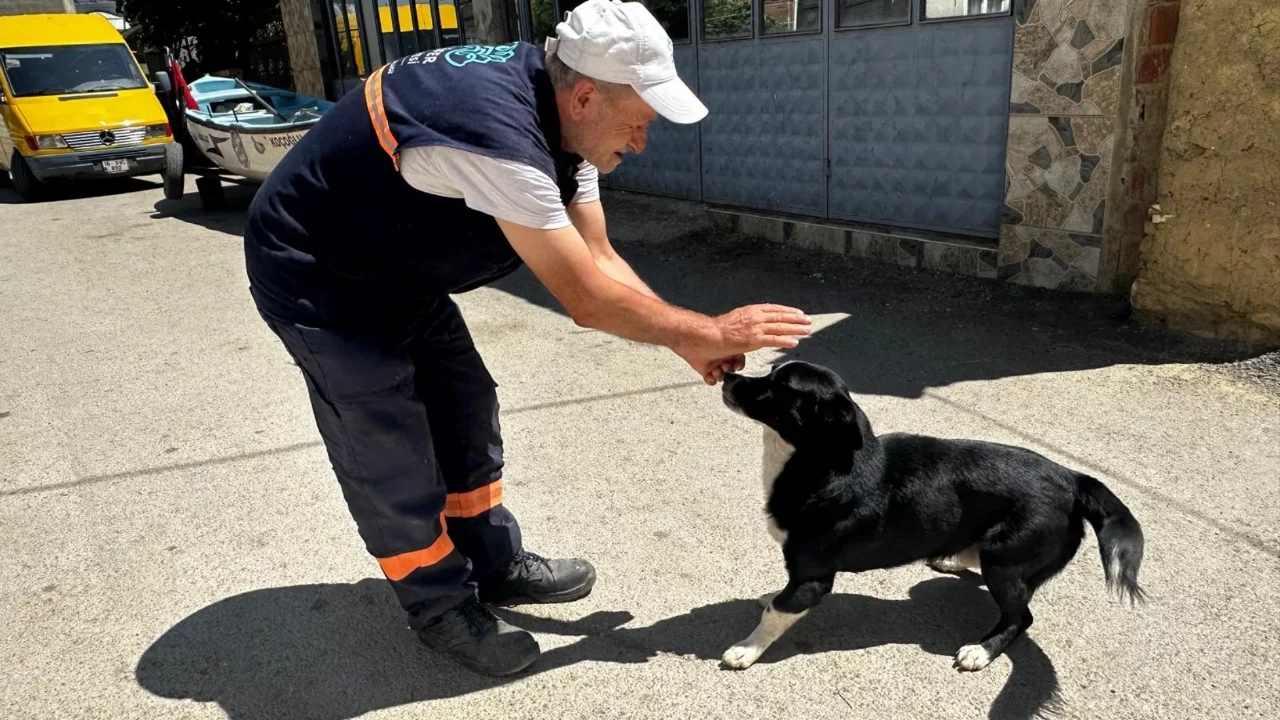 Bursa'da yürek ısıtan dostluk! Sahibinin ölümünden sonra "Dayı"yı yalnız bırakmadı