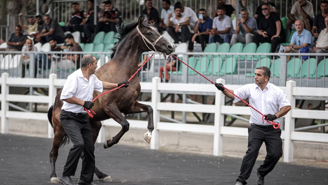 Bursa'da TİGEM, 30 safkan Arap tayının satışından yaklaşık 28 milyon lira gelir elde etti