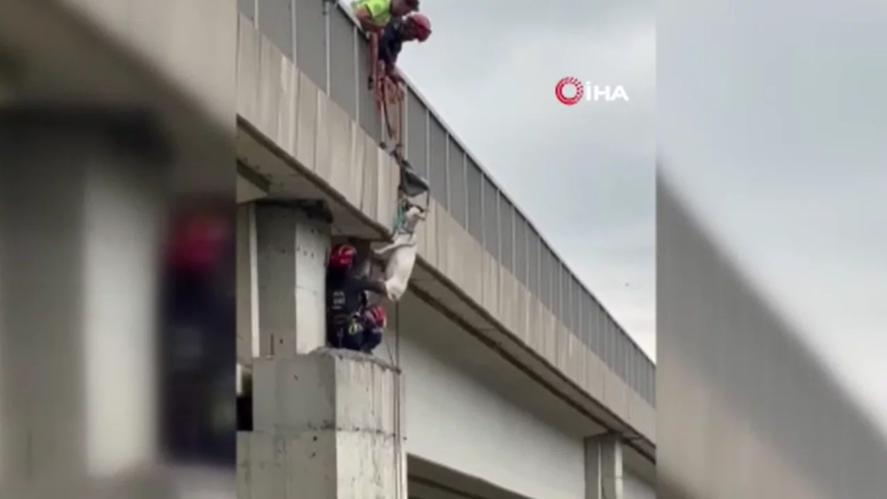 Otoyolda mahsur kalan keçiyi itfaiye kurtardı