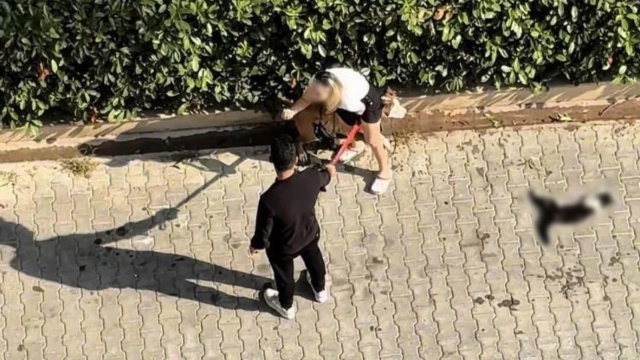 Adana'da kediyi parçalayan pitbullun sahibine ceza
