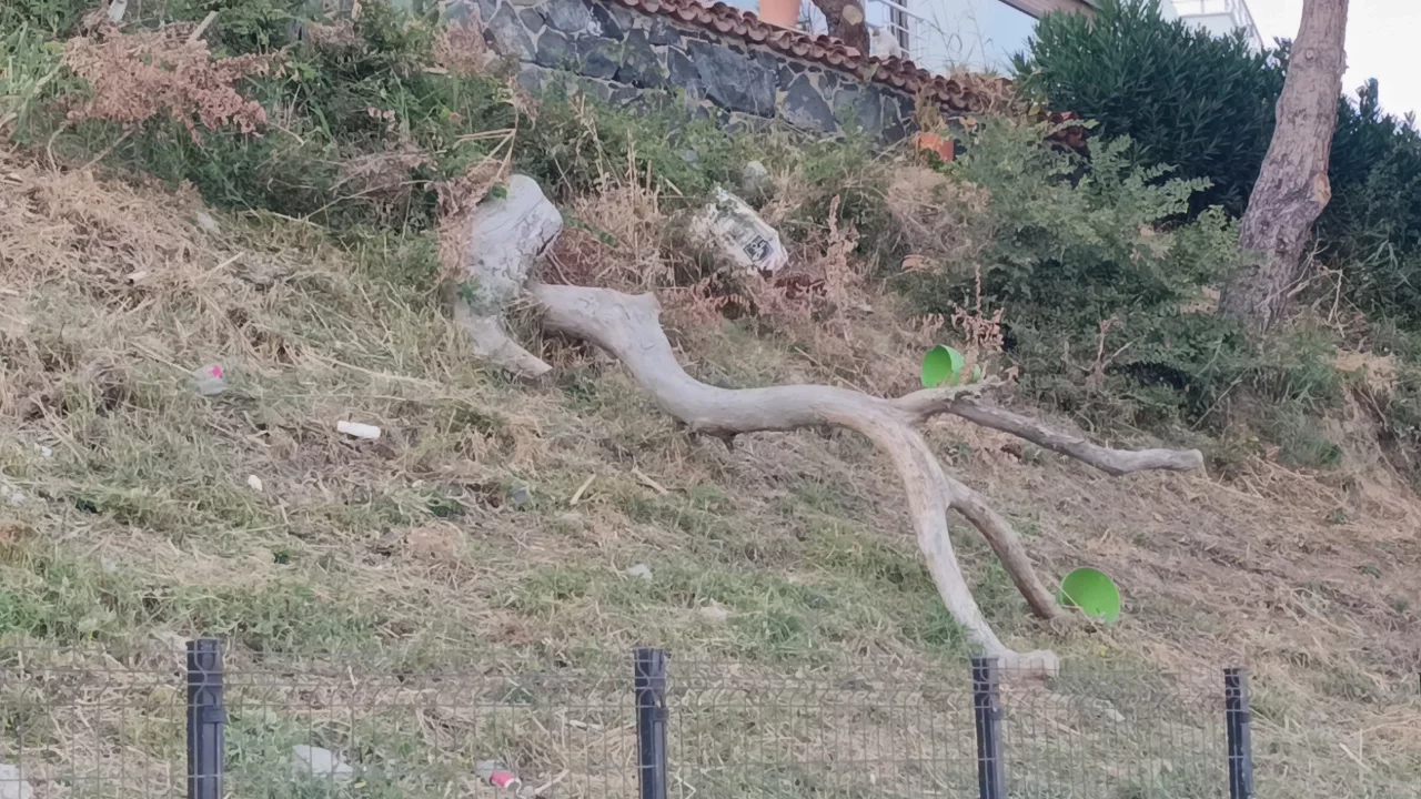 Tekirdağ'ı poyraz vurdu: Ağaçları devirdi