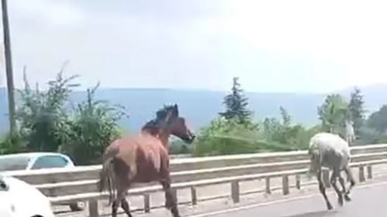 Bursa'da başıboş atlar trafikte tehlike saçtı