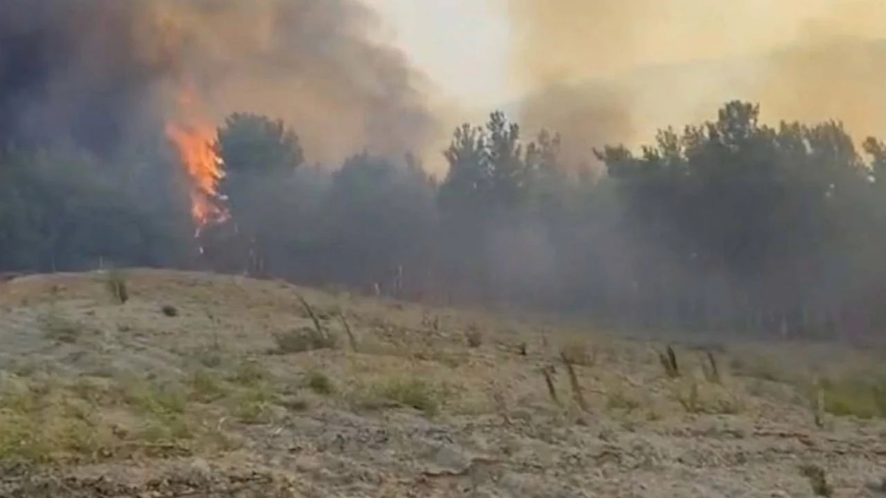 Manisa'nın Akhisar ilçesinde orman yangını