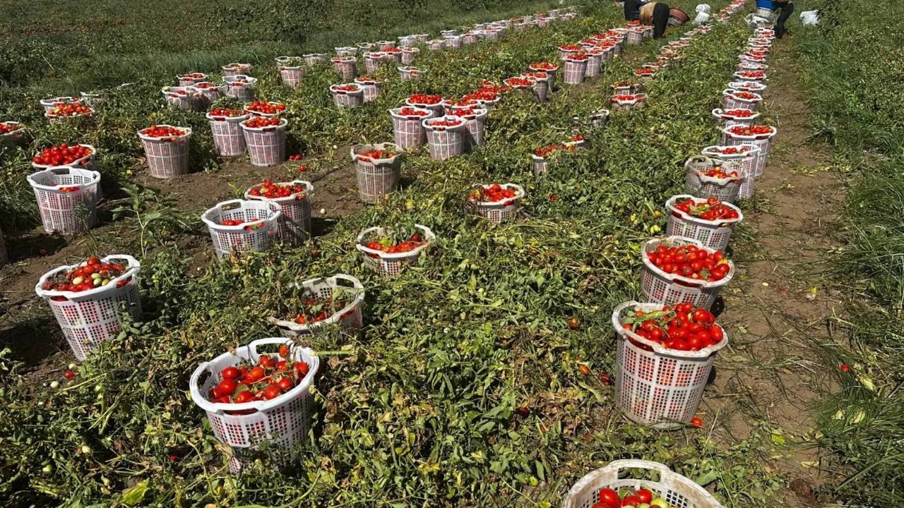 Bursa Karacabey Ovası'nda salçalık domates hasadı başladı