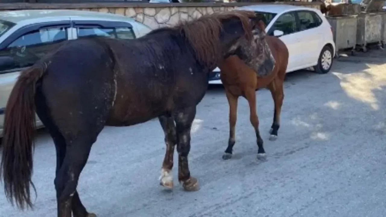 Dakikalarca atı dövdü! İnleme seslerini duyan vatandaşlar müdahale etti
